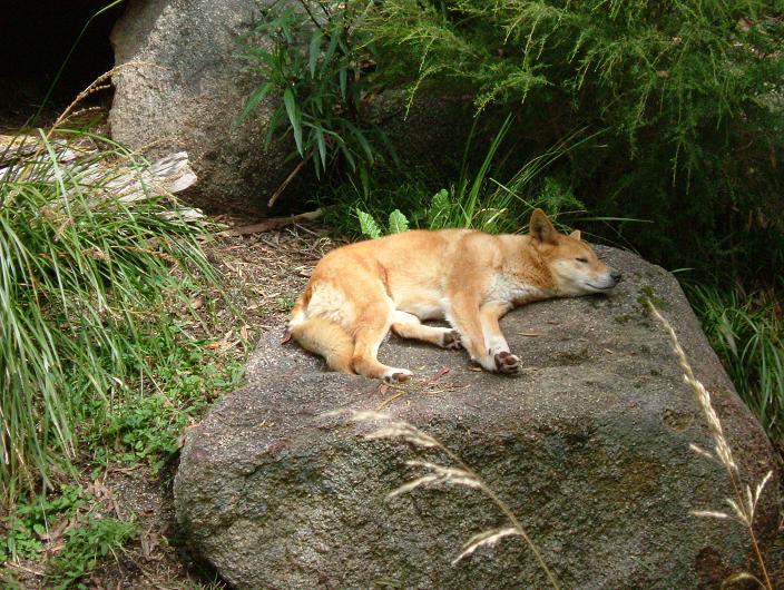 Dingo