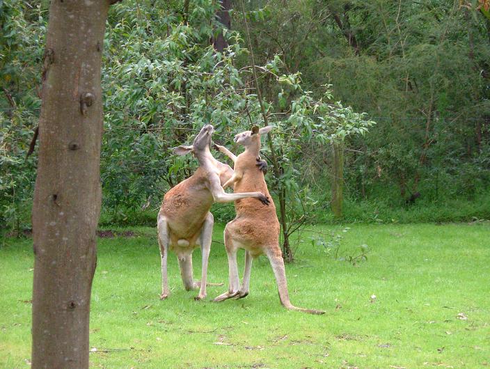kangaroo punch