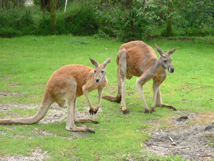 kangaroo