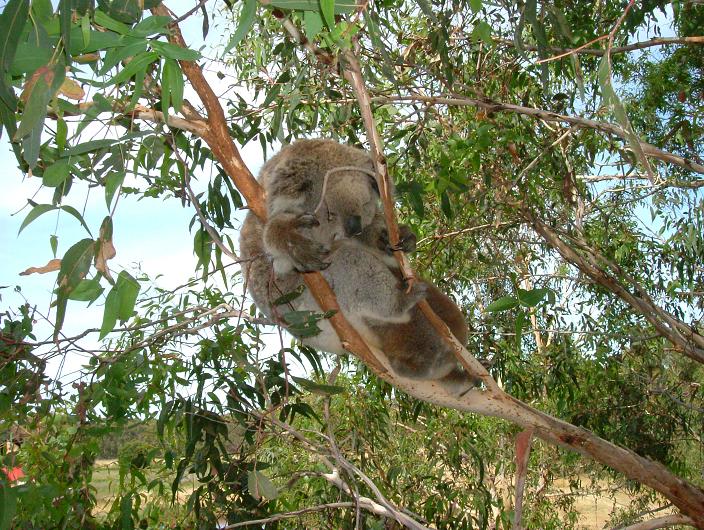 Sleeping-Koala