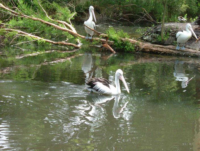 Pelican