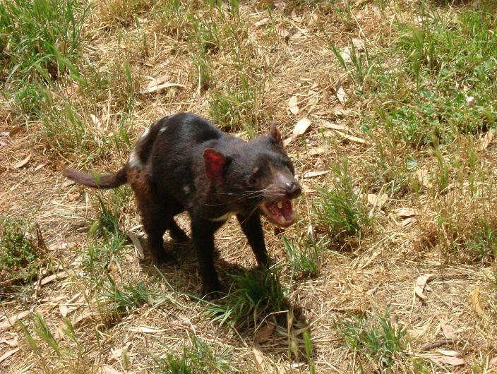 Tasmanian Devil