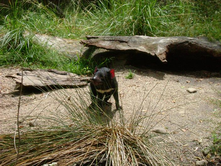 Tasmanian Devil