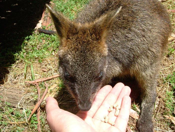 Wallaby