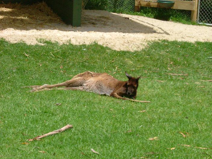 Wallaby