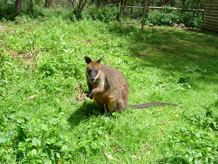 Wallaby